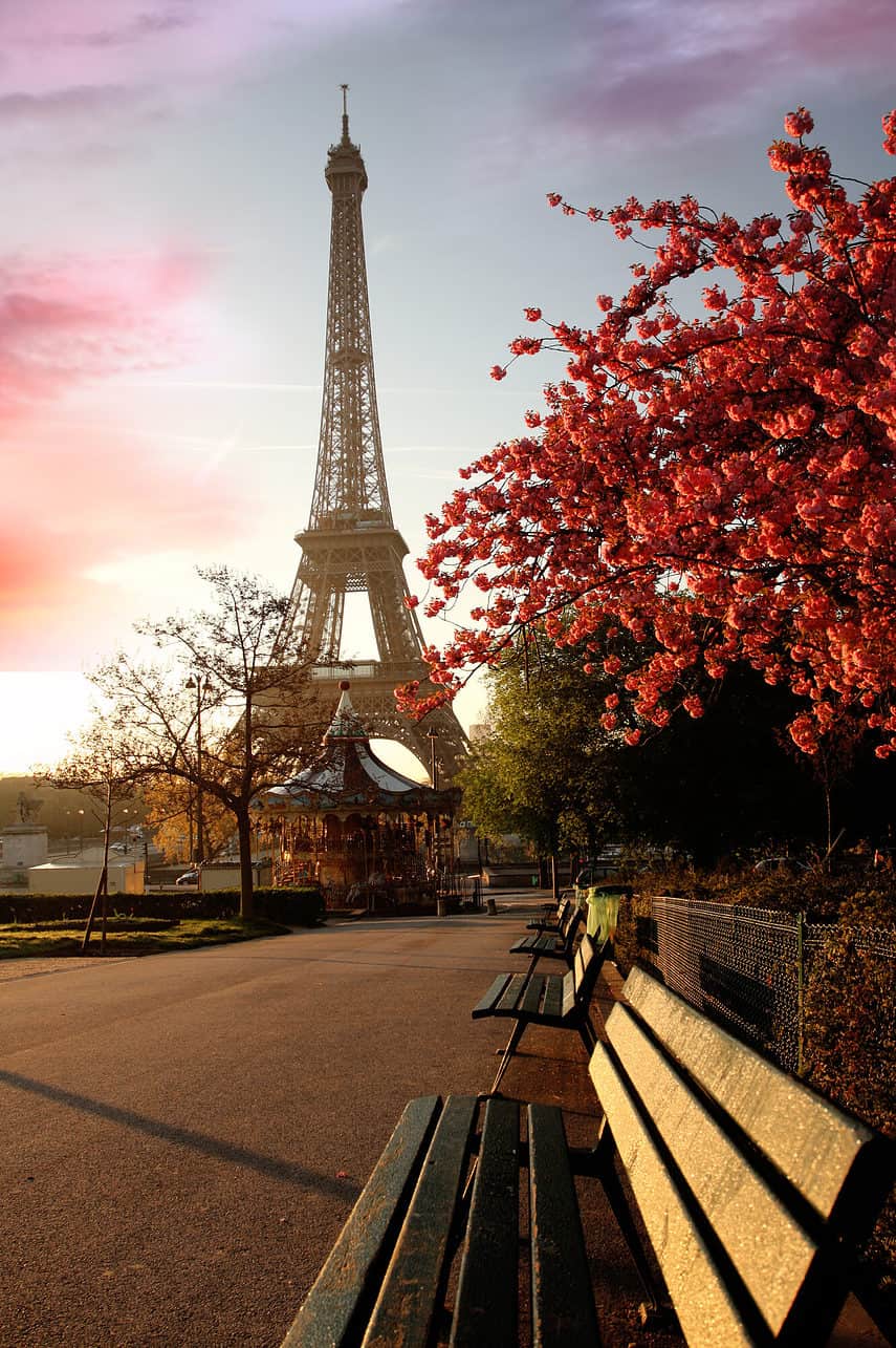Famous Eiffel Tower with spring tree in Paris, France - depositphotos.com