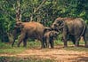 Ethical elephant sanctuary in Chiang Mai, Thailand