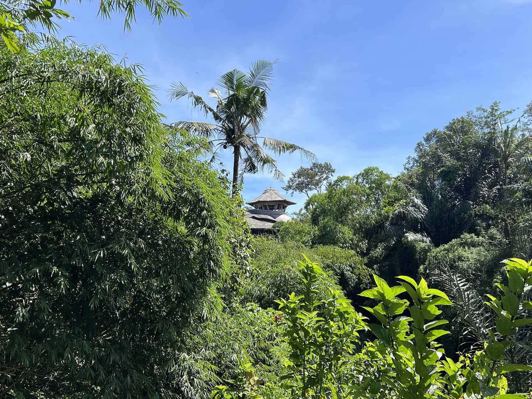 Bali travel tips - visit the beautiful Bali Forests