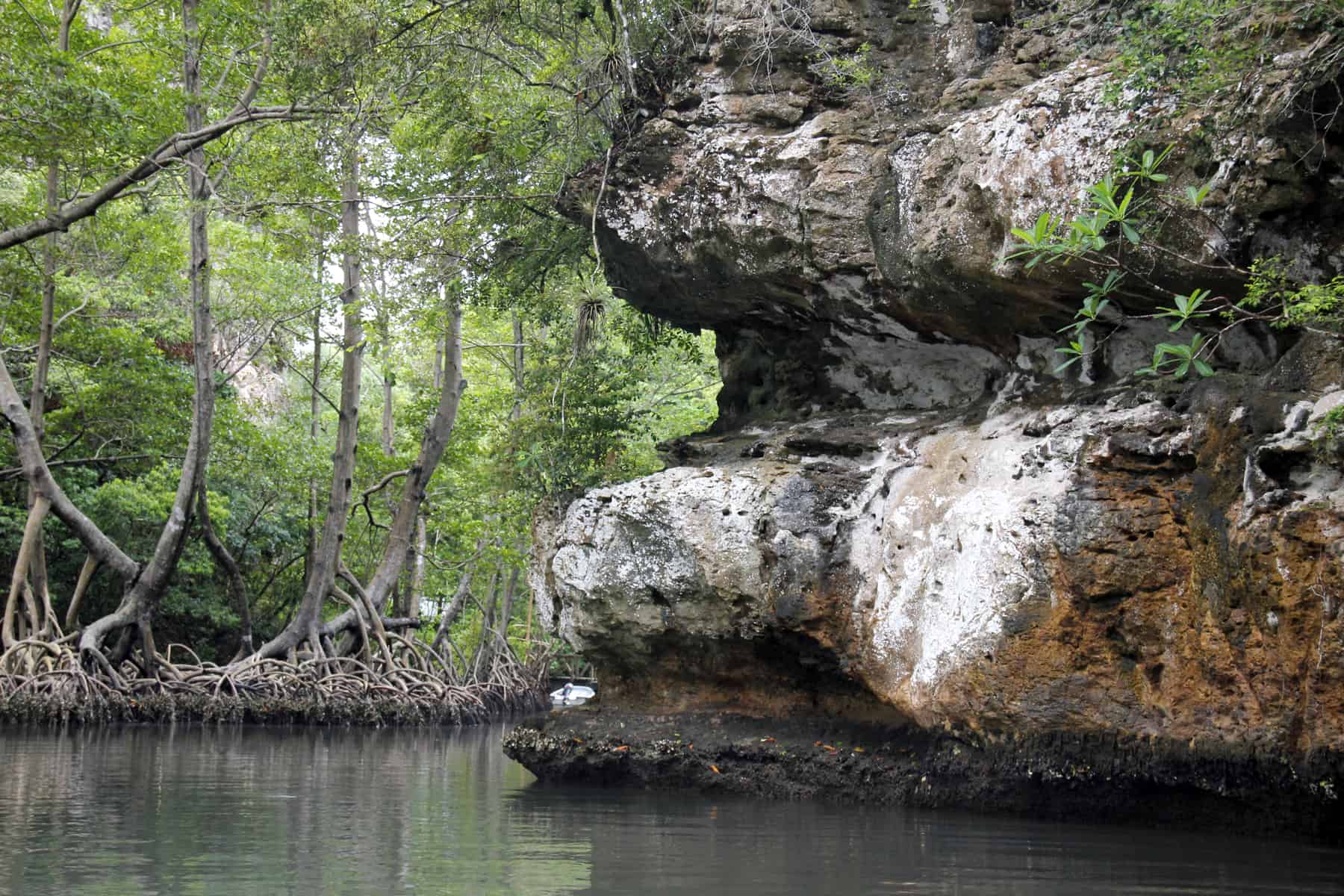 Here is a karst formation and mangrove in the Samana Bay of the Los Haitises National Park in the Dominican Republic. This region is part of an activity focused on biodiversity conservation and sustainable tourism.