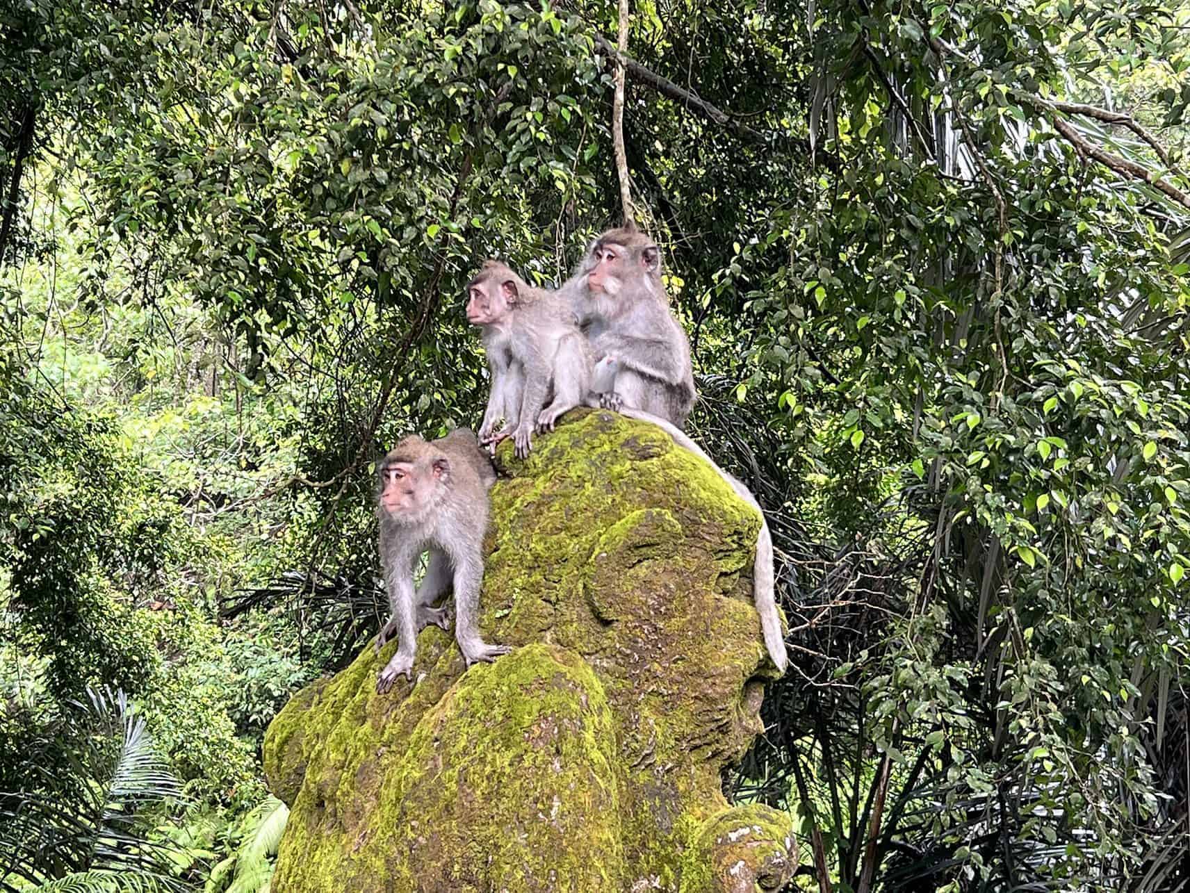 Monkey forest in Bali, Indonesia