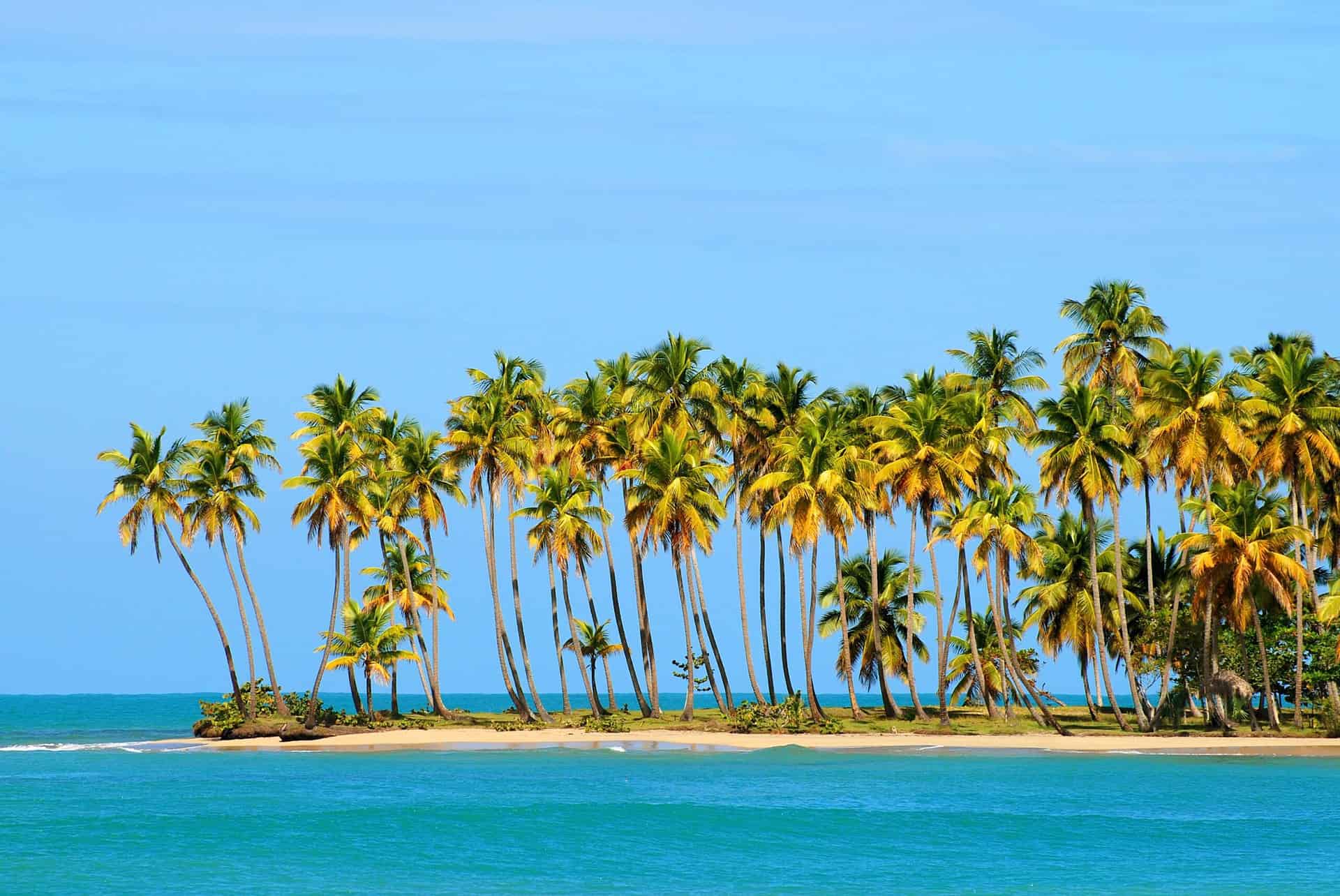 Palms at the Playa Esmeralda in the Dominican Republic