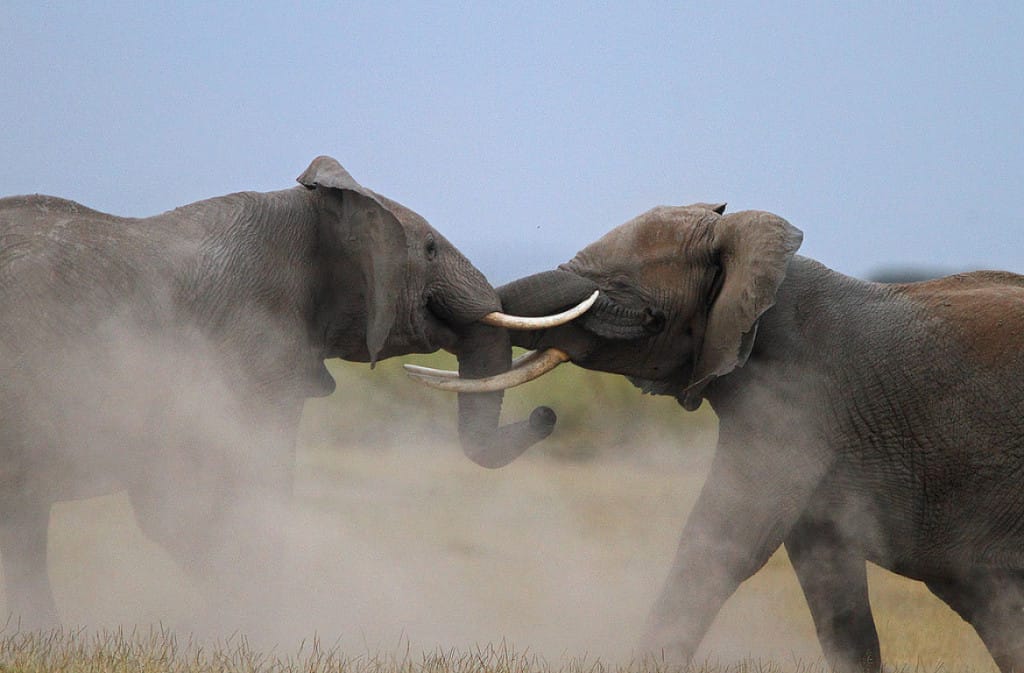 Elephants on safari in Kenya