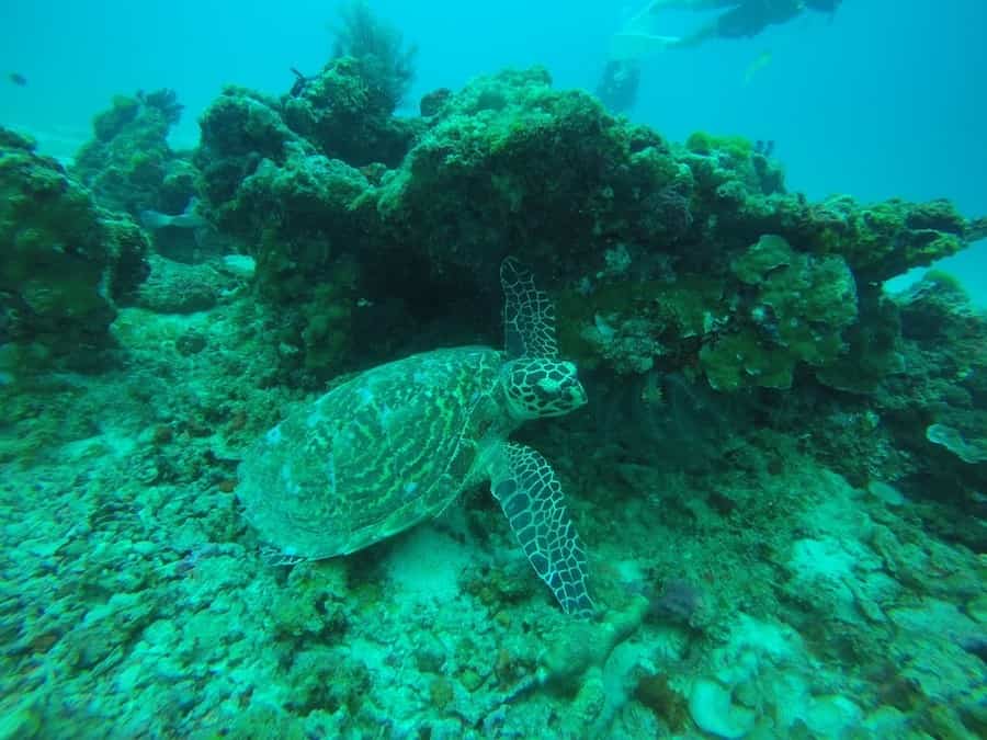 Turtle at my scuba diving tour in Phuket, Thailand.
