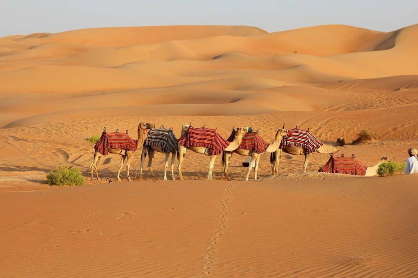 Camel rides on desert safari Dubai