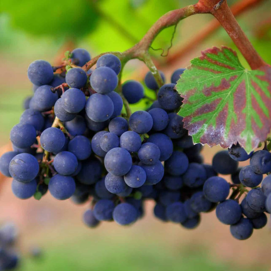 Red wine grapes in the late summer.