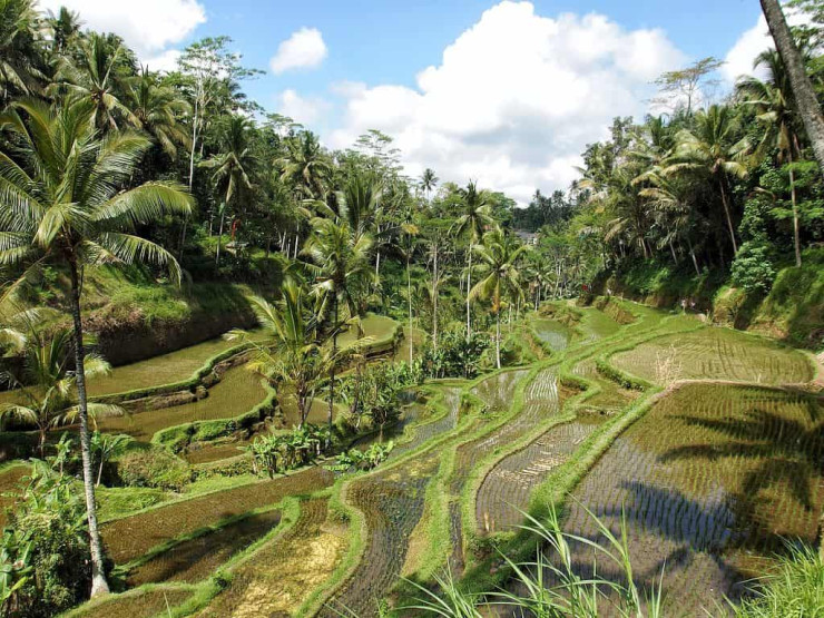 Rice fields, Ubud, Bali, Indonesia