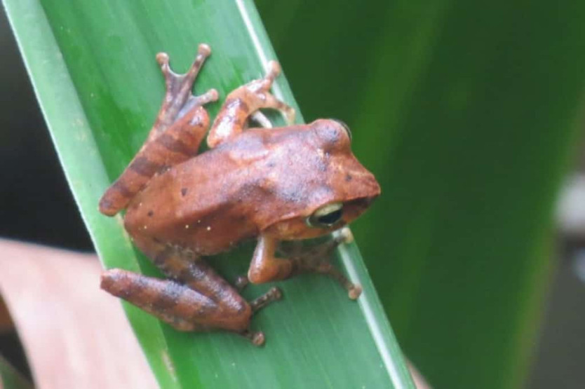 A rainforest frog in Sri Lanka
