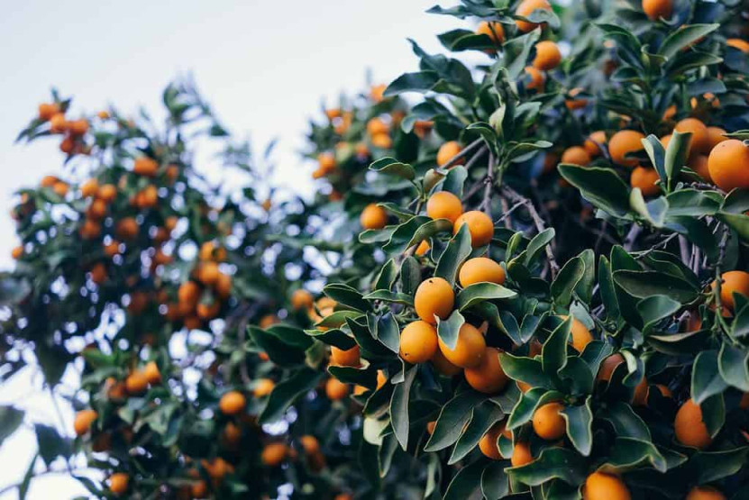 Vietnamese new year traditions - the kumquat tree