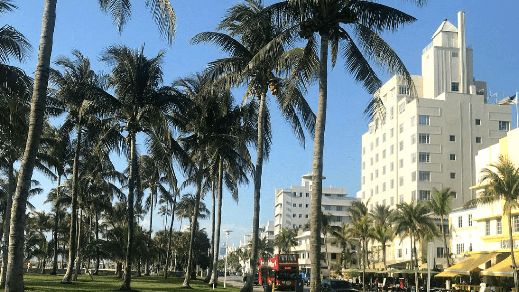 Palms in Miami, Florida, USA.