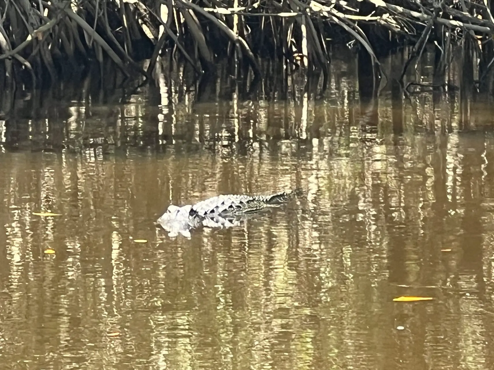 Alligator in the Everglades in Florida, USA.
