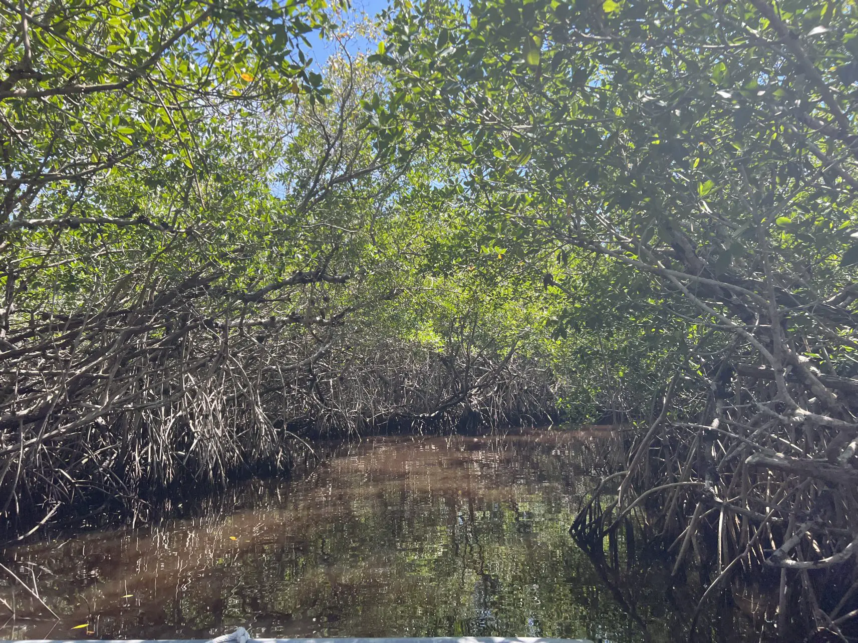 Mangrove tour around Everglades City in Florida, USA.
